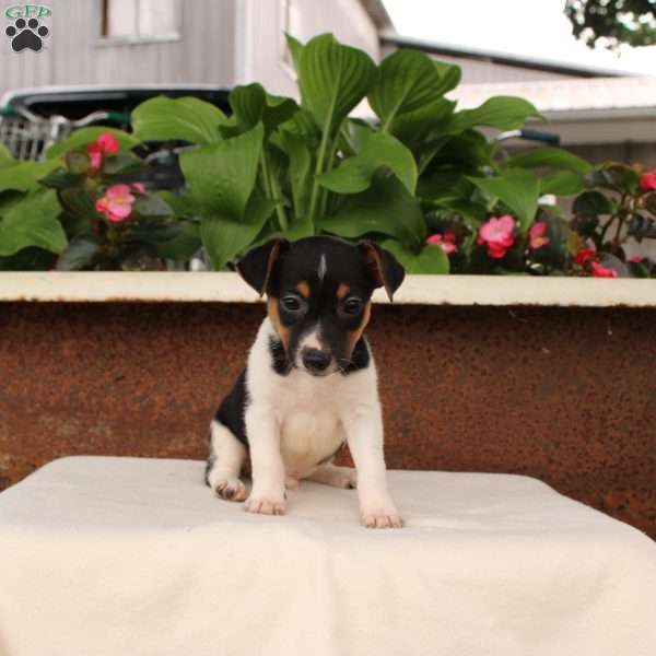 Klinger, Jack Russell Terrier Puppy