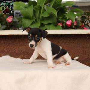 Kaleb, Jack Russell Terrier Puppy