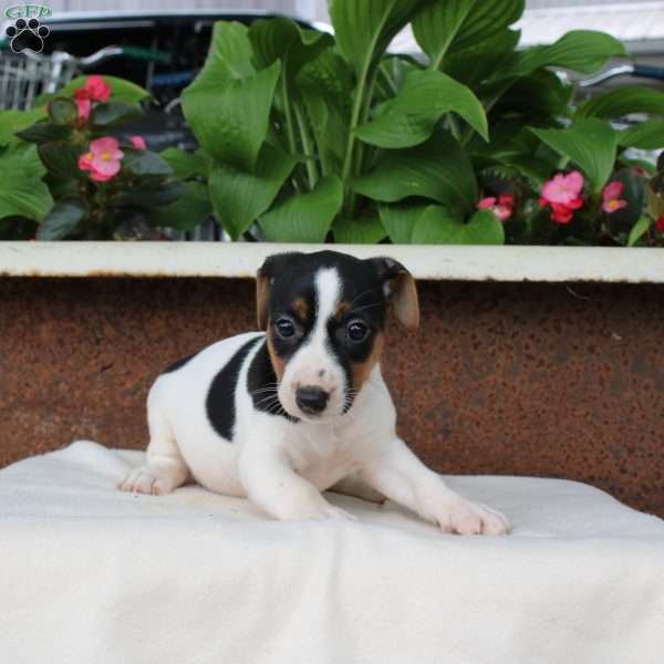 Maria, Jack Russell Terrier Puppy