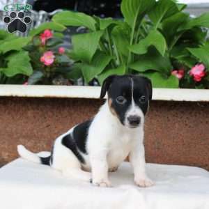 Melinda, Jack Russell Terrier Puppy