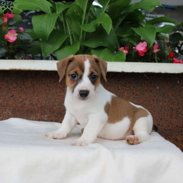Marvin, Jack Russell Terrier Puppy