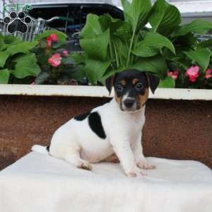 Max, Jack Russell Terrier Puppy
