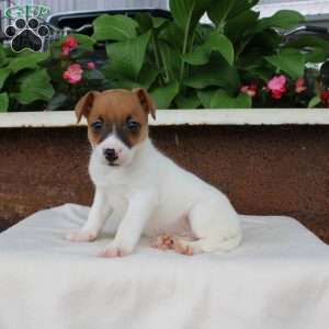 Lena, Jack Russell Terrier Puppy