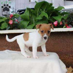 LeRoy, Jack Russell Terrier Puppy