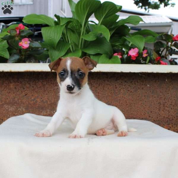 Lewis, Jack Russell Terrier Puppy