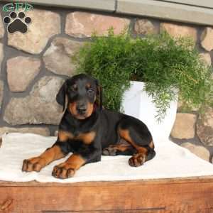 Poppy, Doberman Pinscher Puppy