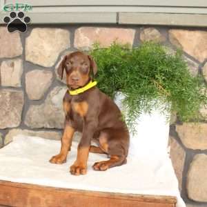 Pansy, Doberman Pinscher Puppy