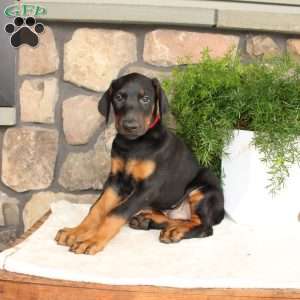 Peter, Doberman Pinscher Puppy