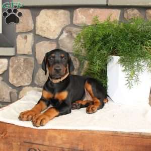 Pricilla, Doberman Pinscher Puppy