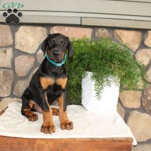 Paul, Doberman Pinscher Puppy