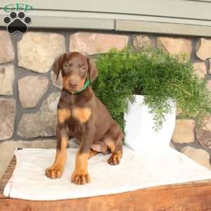 Penelope, Doberman Pinscher Puppy