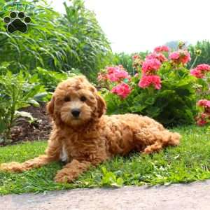 Pam, Mini Goldendoodle Puppy