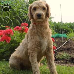 Pam, Mini Goldendoodle Puppy
