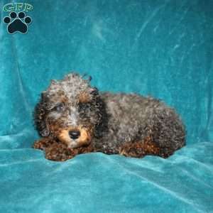 Tina, Miniature Poodle Puppy