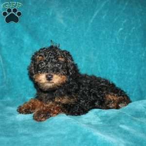 Tiffany, Miniature Poodle Puppy