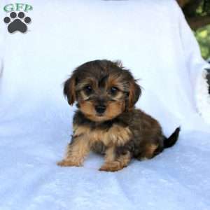 Ethan (Tiny), Yorkie Poo Puppy