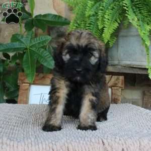 Lauren, Mini Whoodle Puppy