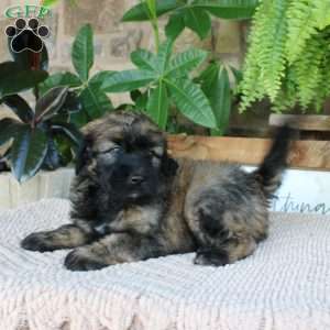 Lyle, Mini Whoodle Puppy