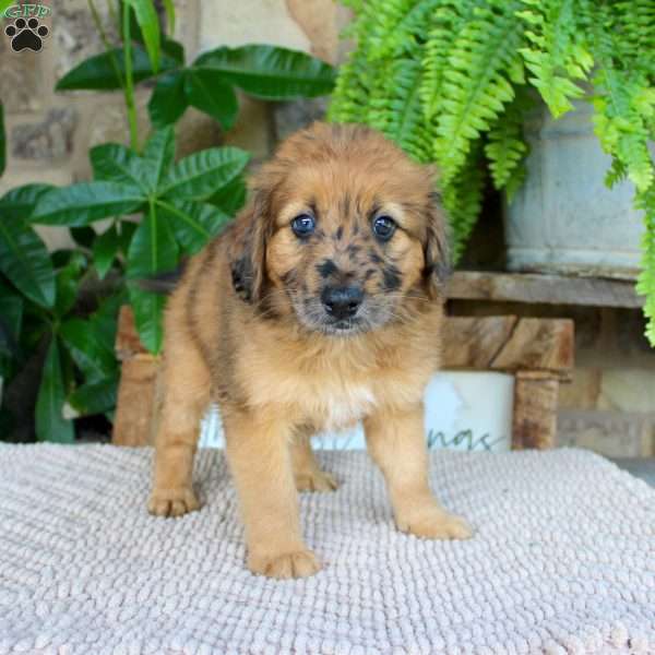 Leviticus, Mini Whoodle Puppy