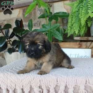 Libby, Mini Whoodle Puppy