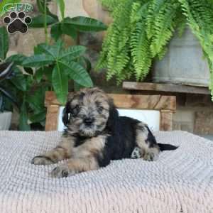 Lilac, Mini Whoodle Puppy