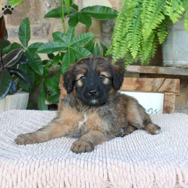 Lydia, Mini Whoodle Puppy