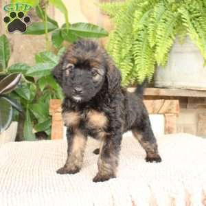 Lynda, Mini Whoodle Puppy