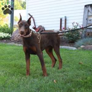 Tina, Doberman Pinscher Puppy