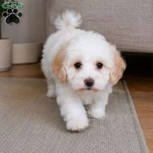 Daisy, Maltipoo Puppy