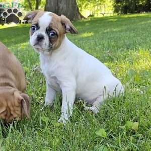 Oscar Pie, French Bulldog Mix Puppy