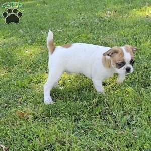 Oscar Pie, French Bulldog Mix Puppy
