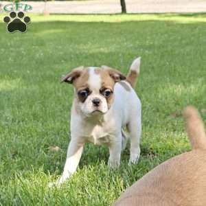 Oscar Pie, French Bulldog Mix Puppy