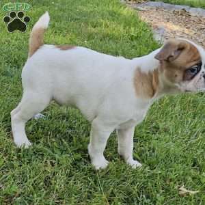 Oscar Pie, French Bulldog Mix Puppy