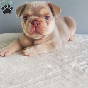 Anastasia, French Bulldog Puppy