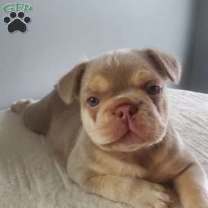 Anastasia, French Bulldog Puppy
