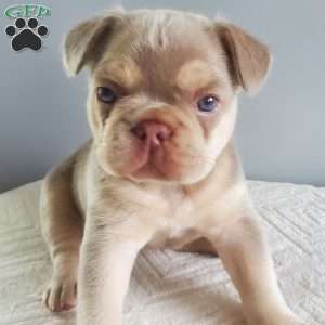 Anastasia, French Bulldog Puppy