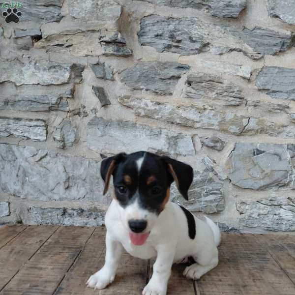 Buttercup, Jack Russell Terrier Puppy
