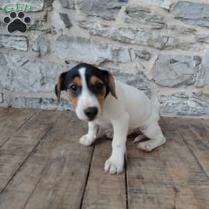 Max, Jack Russell Terrier Puppy