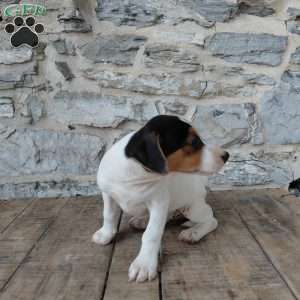 Max, Jack Russell Terrier Puppy