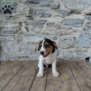 Max, Jack Russell Terrier Puppy