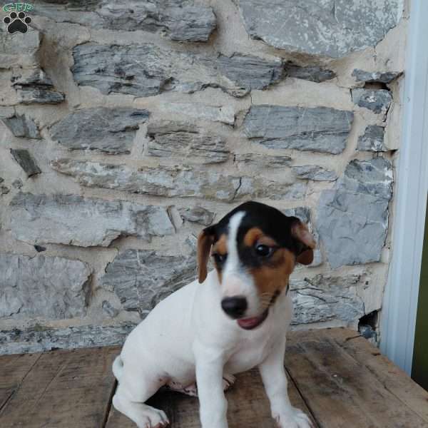 Max, Jack Russell Terrier Puppy
