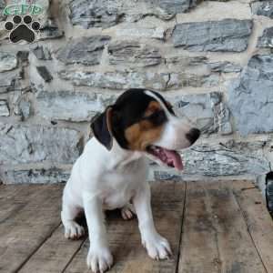 Max, Jack Russell Terrier Puppy