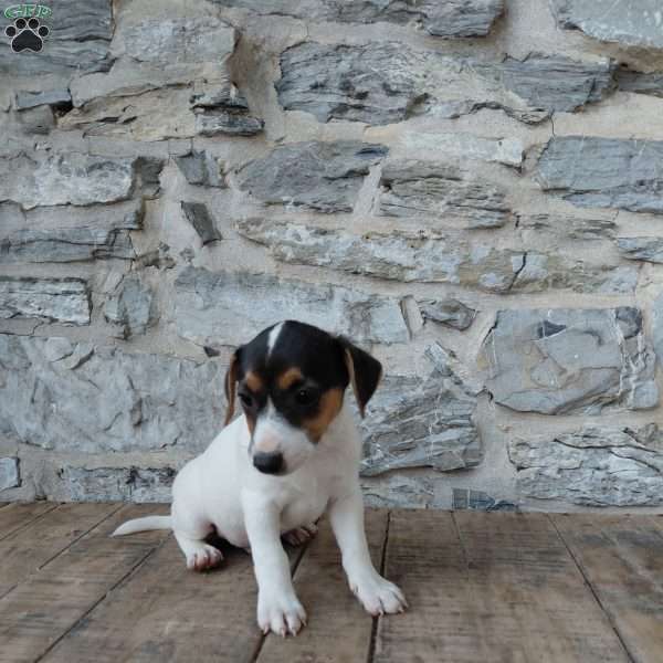 Blaze, Jack Russell Terrier Puppy
