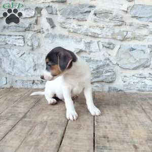 Blaze, Jack Russell Terrier Puppy