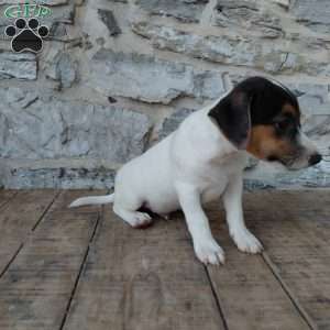Blaze, Jack Russell Terrier Puppy