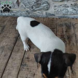 Blaze, Jack Russell Terrier Puppy