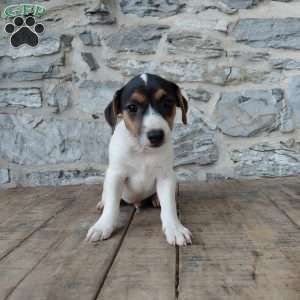 Blaze, Jack Russell Terrier Puppy