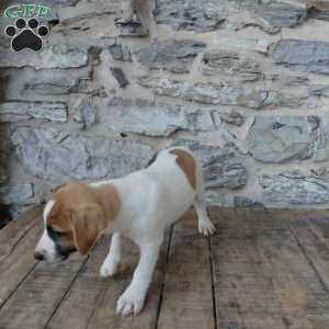 Alec, Jack Russell Terrier Puppy