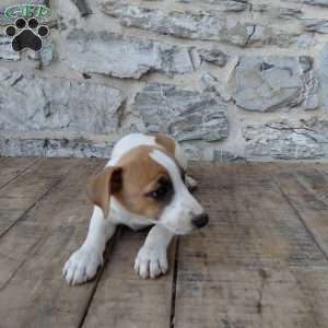 Alec, Jack Russell Terrier Puppy