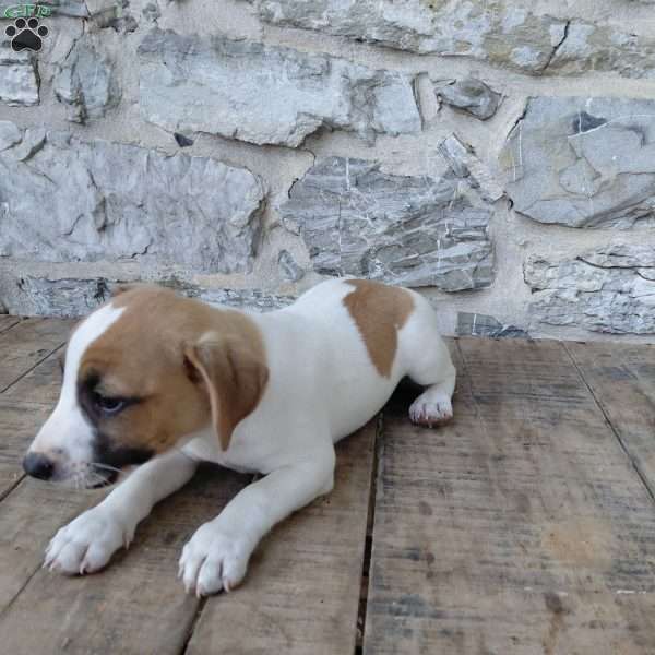 Alec, Jack Russell Terrier Puppy